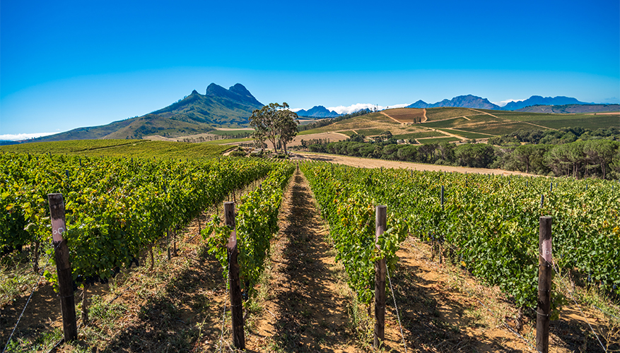 Franschhoek Valley Wine Region